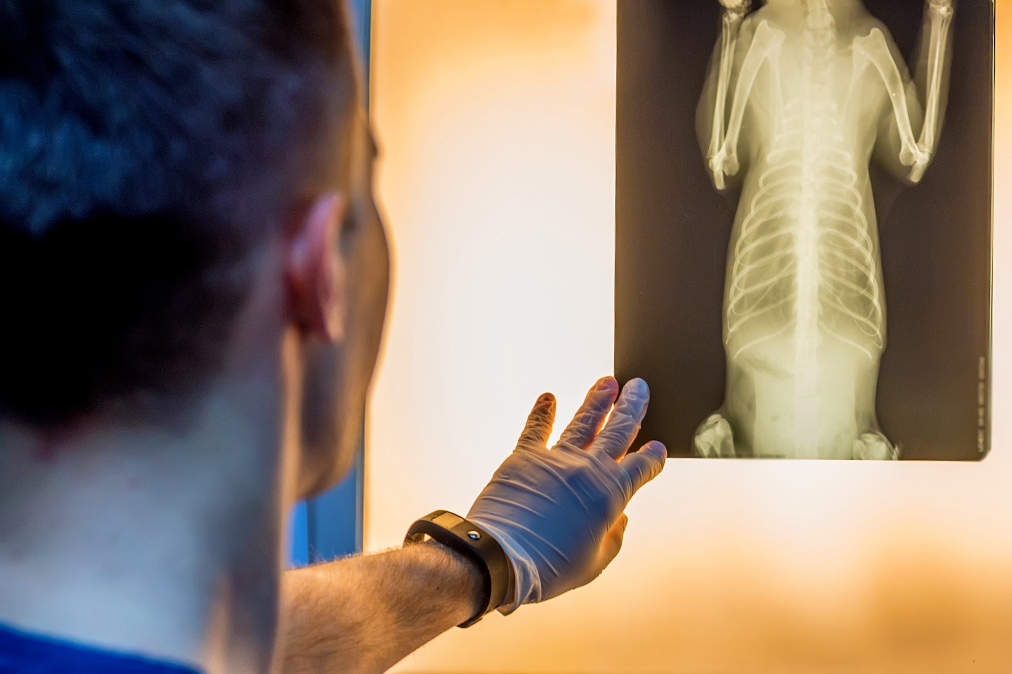 Veterinary doctor examining pet radiograph