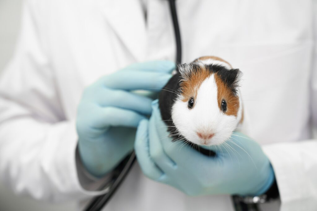 White and brown hamster in hands of veterinarian