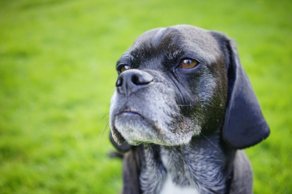 Portrait of an Aging Canine Old Dog