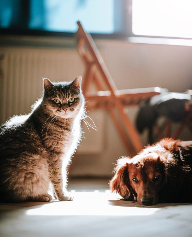 pexels-marián-šicko-4214919 pexels-marián-šicko-4214919